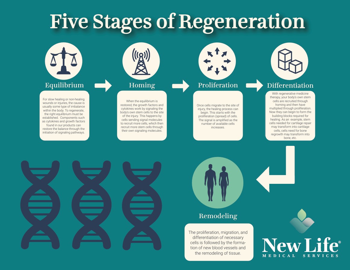 Five Stages of Regeneration